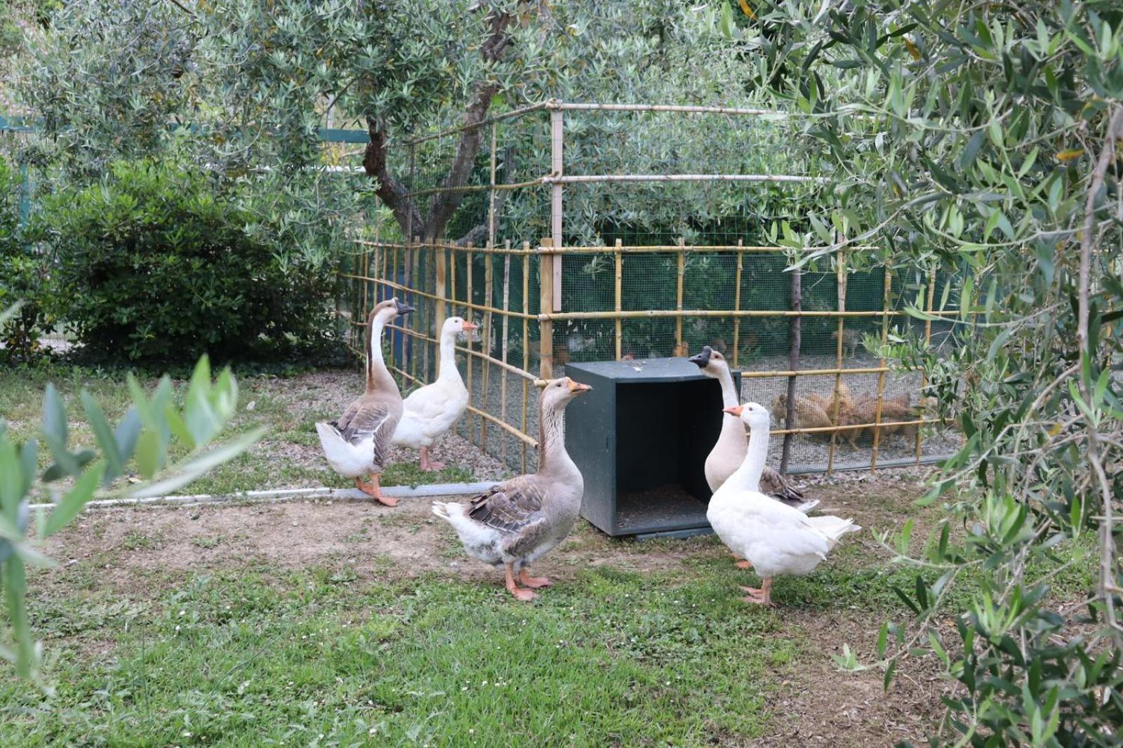 Cevoli Country Resort Lari Kültér fotó