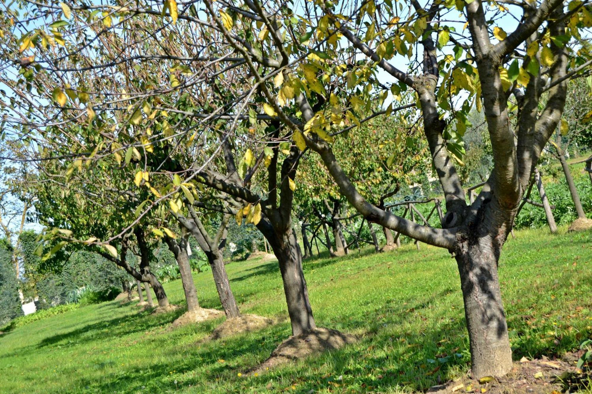 Cevoli Country Resort Lari Kültér fotó